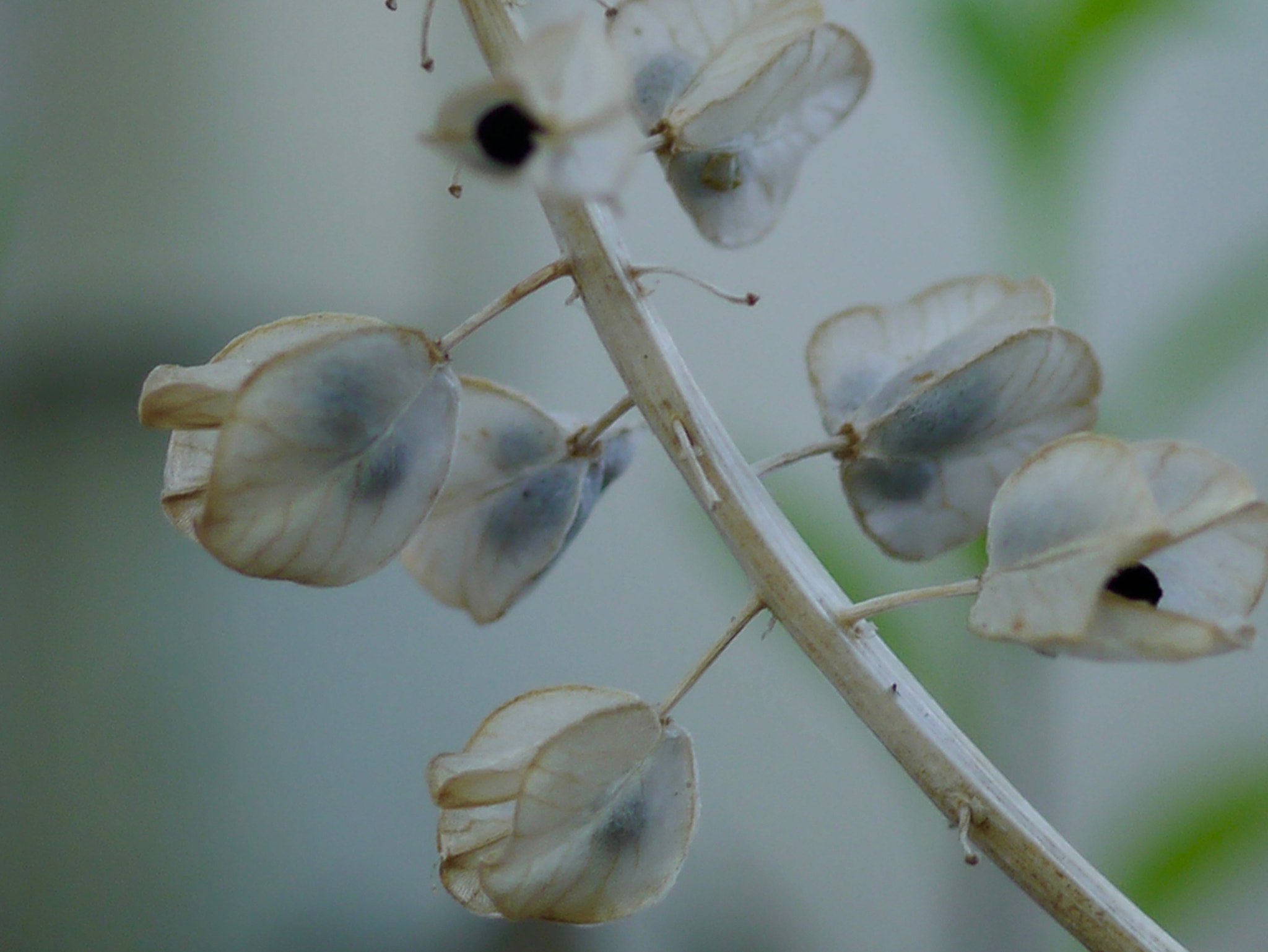 Panasonic Lumix G Macro 30mm F2.8 ASPH Mega OIS sample photo. A graines photography
