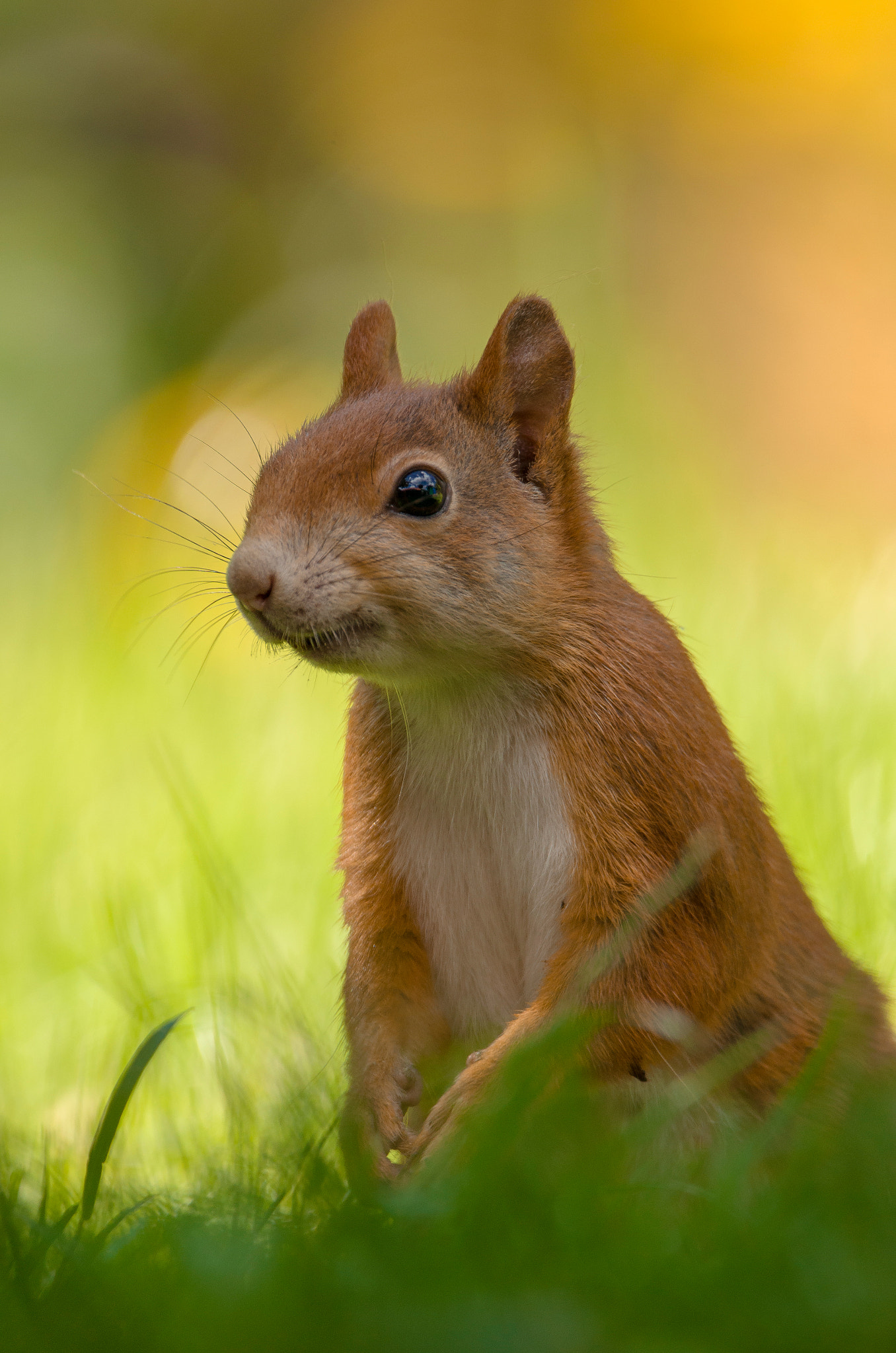 Sigma 150-600mm F5-6.3 DG OS HSM | C sample photo. Young squirrel photography