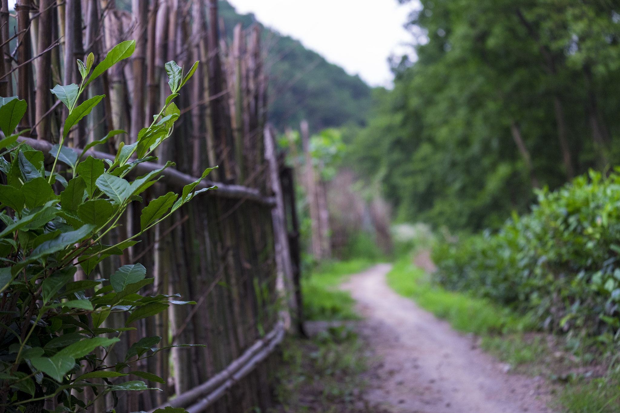 Fujifilm X-E2 + Fujifilm XC 50-230mm F4.5-6.7 OIS II sample photo. 乡间小路 photography