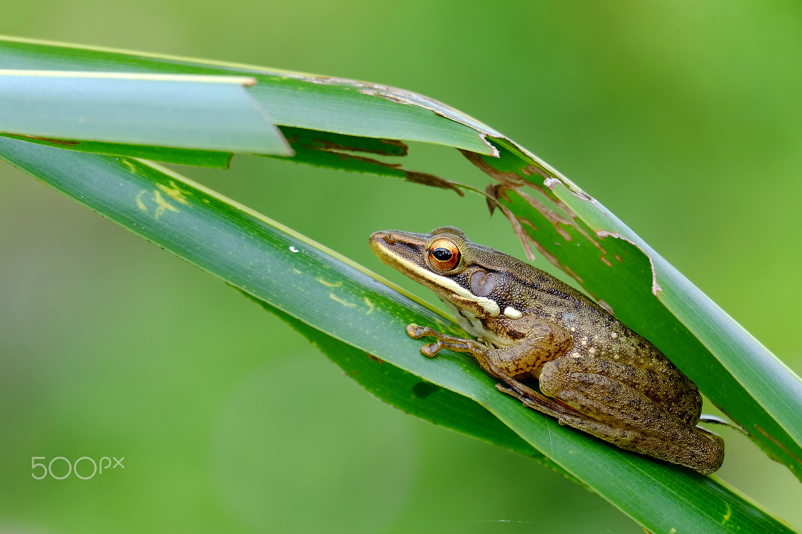 Fujifilm X-M1 + Fujifilm XC 50-230mm F4.5-6.7 OIS II sample photo. Tree frog photography