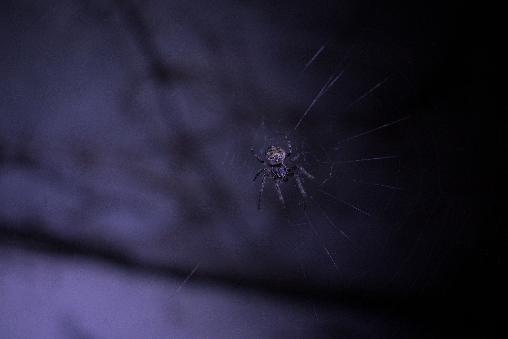 Canon EOS 7D Mark II + Canon EF 40mm F2.8 STM sample photo. Spider in the web photography