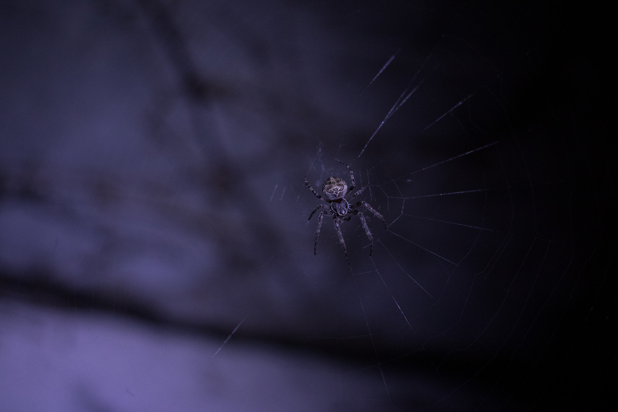 Canon EF 40mm F2.8 STM sample photo. Spider in the web photography