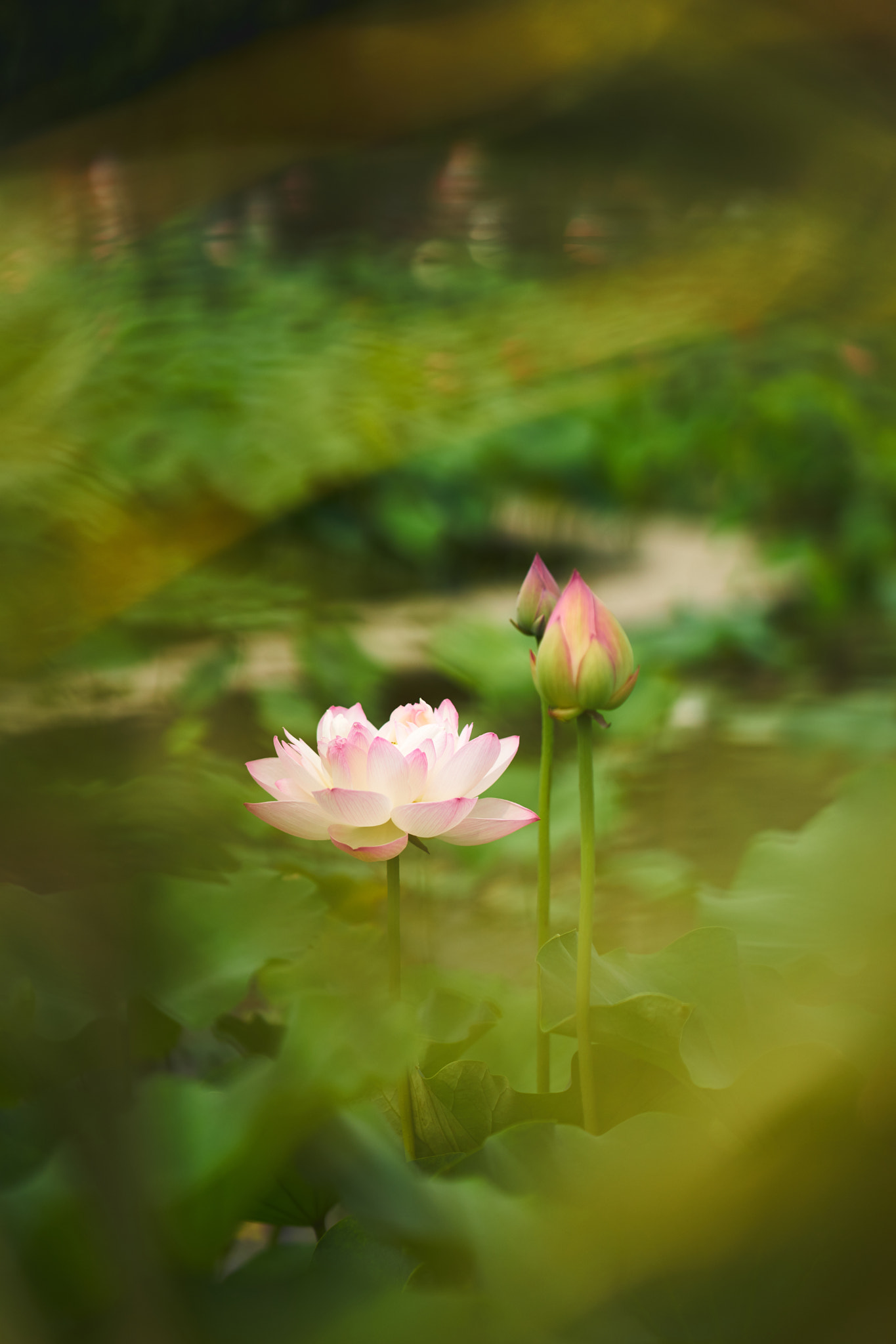Sony a7 + Sony FE 85mm F1.4 GM sample photo. 荷花 photography