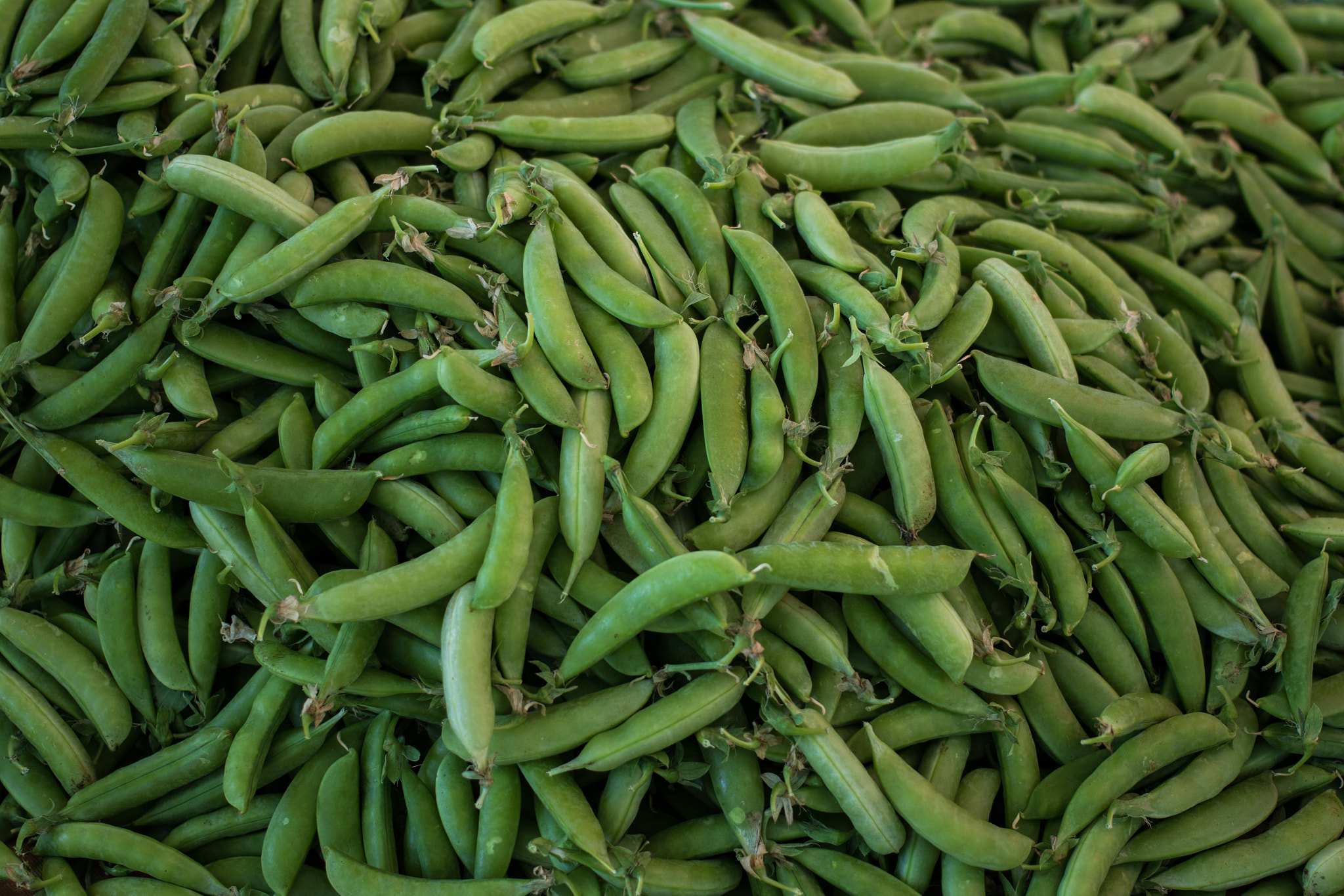 Canon EF 40mm F2.8 STM sample photo. Pea pods photography