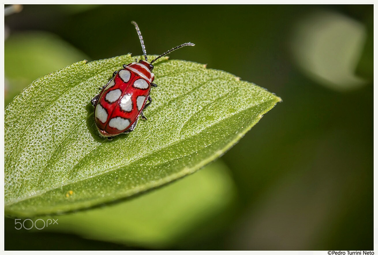 Canon EOS 600D (Rebel EOS T3i / EOS Kiss X5) + Canon EF 100mm F2.8L Macro IS USM sample photo. Ladybug red and white on the leaf of basil photography