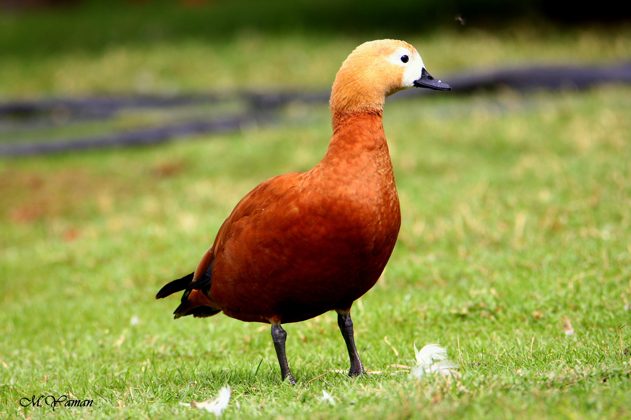 Tamron SP 150-600mm F5-6.3 Di VC USD sample photo. Ruddy shelduck - angıt photography