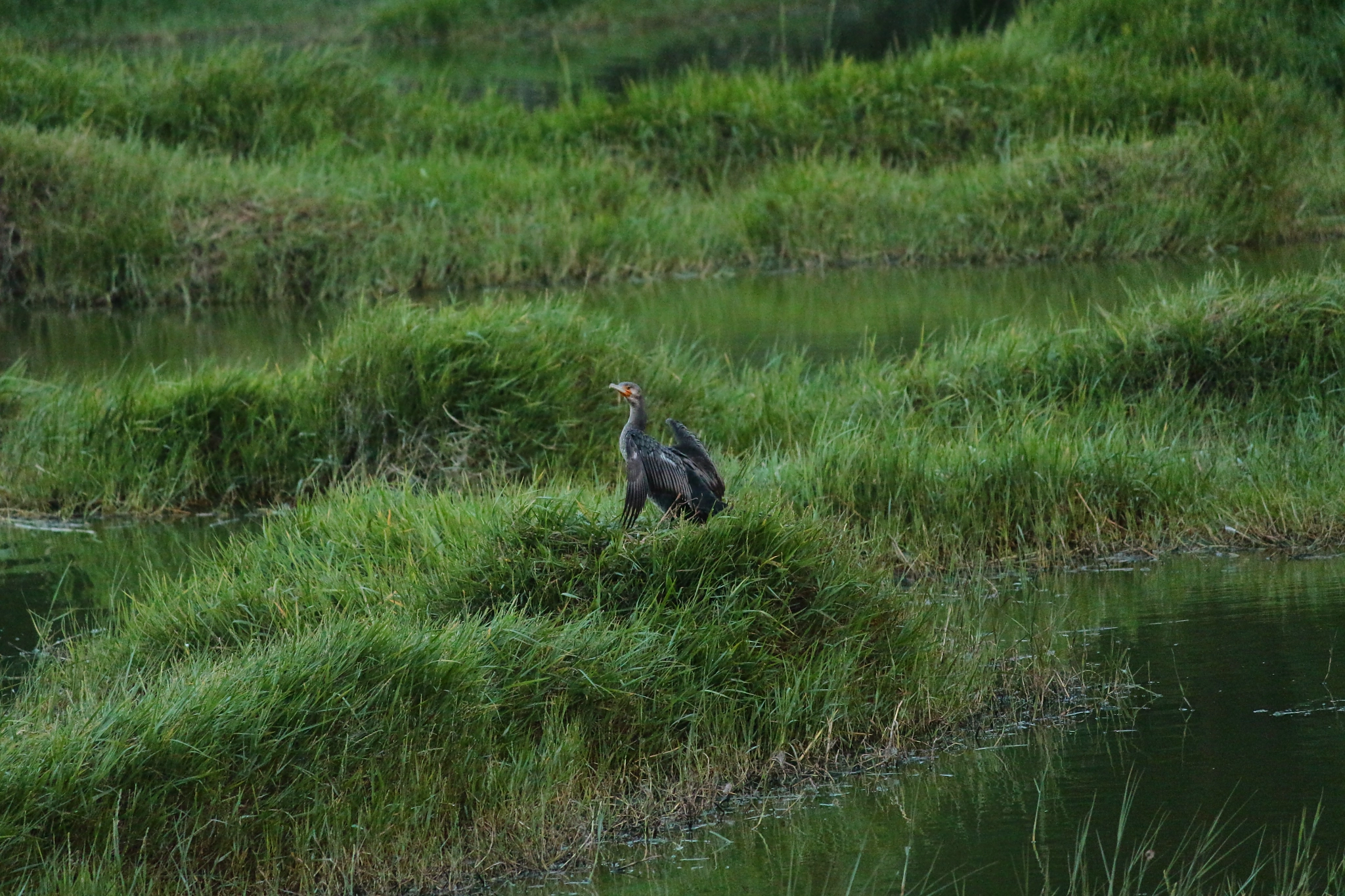 Canon EF 70-200mm F2.8L IS USM sample photo. Flaunting his feathers! photography