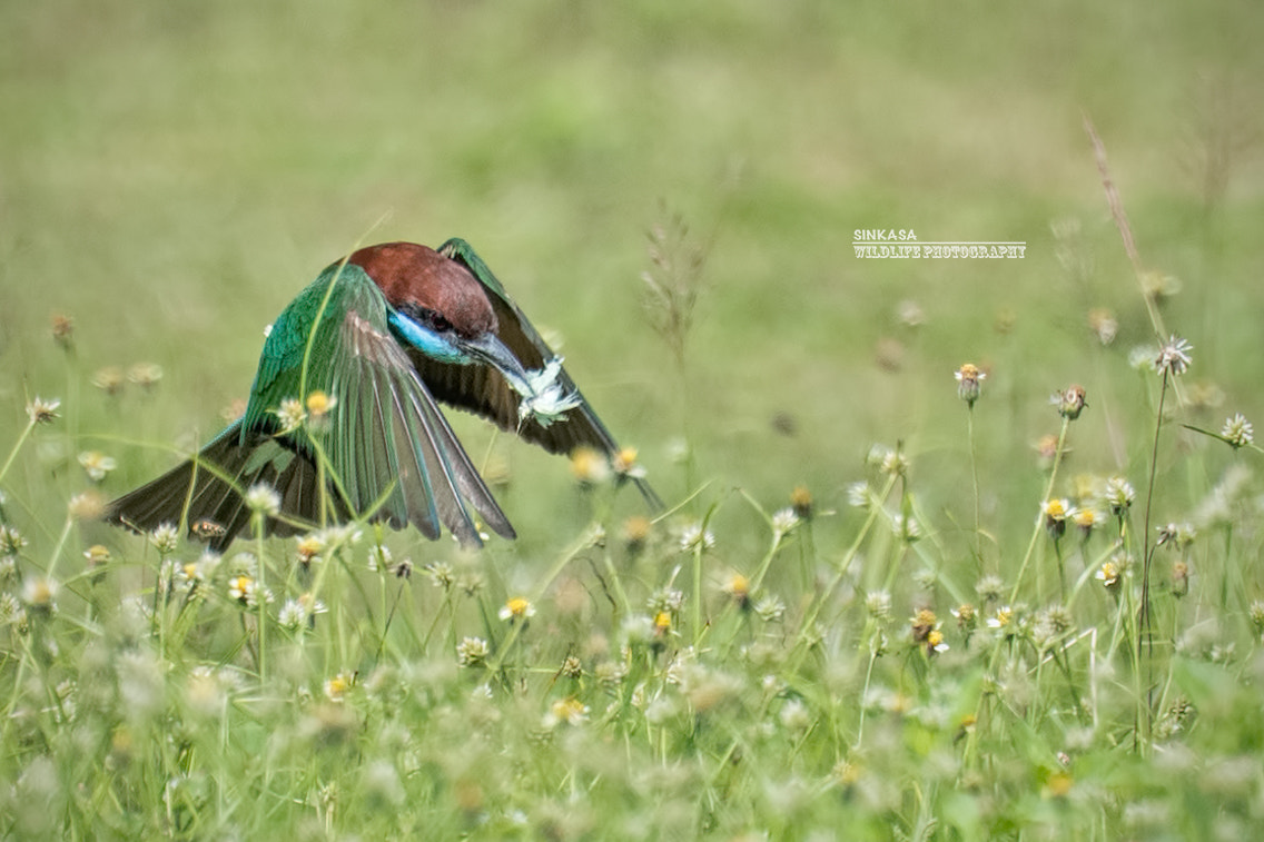 Nikon Nikkor AF-S 300mm F4E PF ED VR sample photo. Blue throated bee eater photography