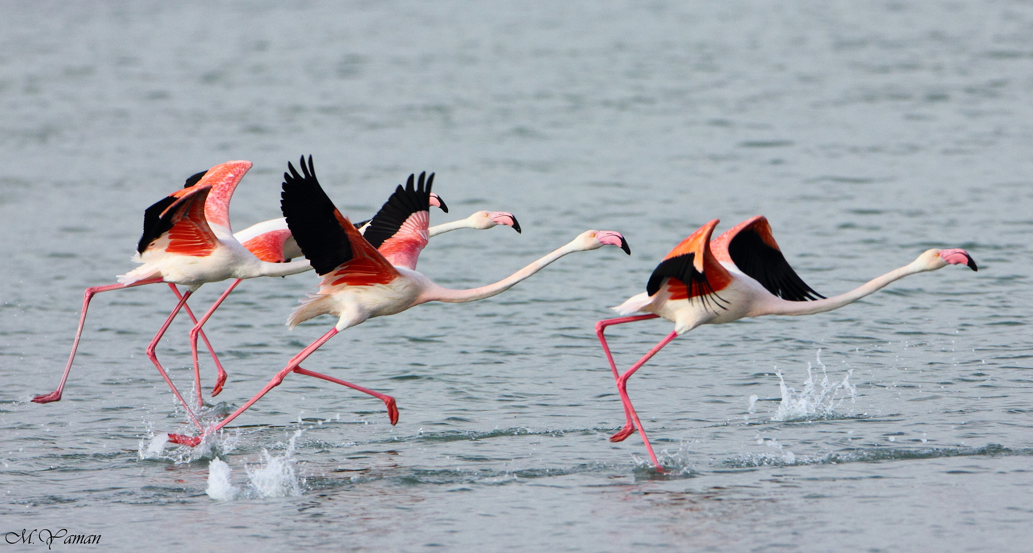 Tamron SP 150-600mm F5-6.3 Di VC USD sample photo. Flamingo photography