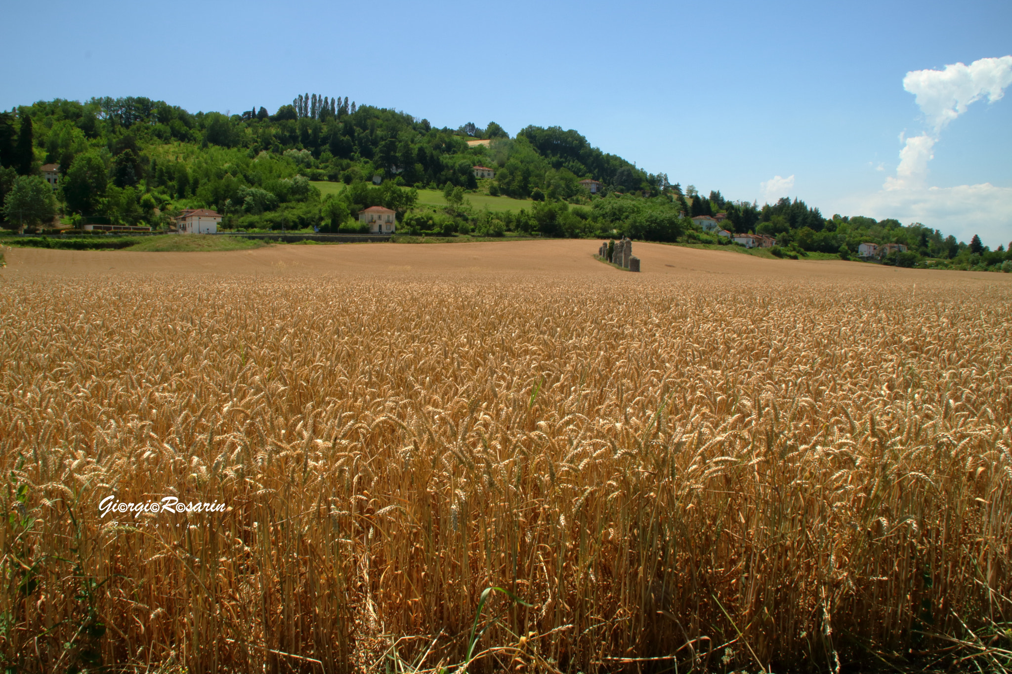 Canon EOS 760D (EOS Rebel T6s / EOS 8000D) sample photo. Field of gold 2 photography