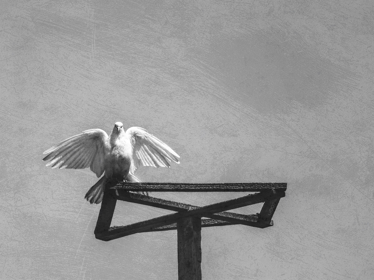 Fujifilm X-E1 + Fujifilm XC 50-230mm F4.5-6.7 OIS sample photo. Bird photography
