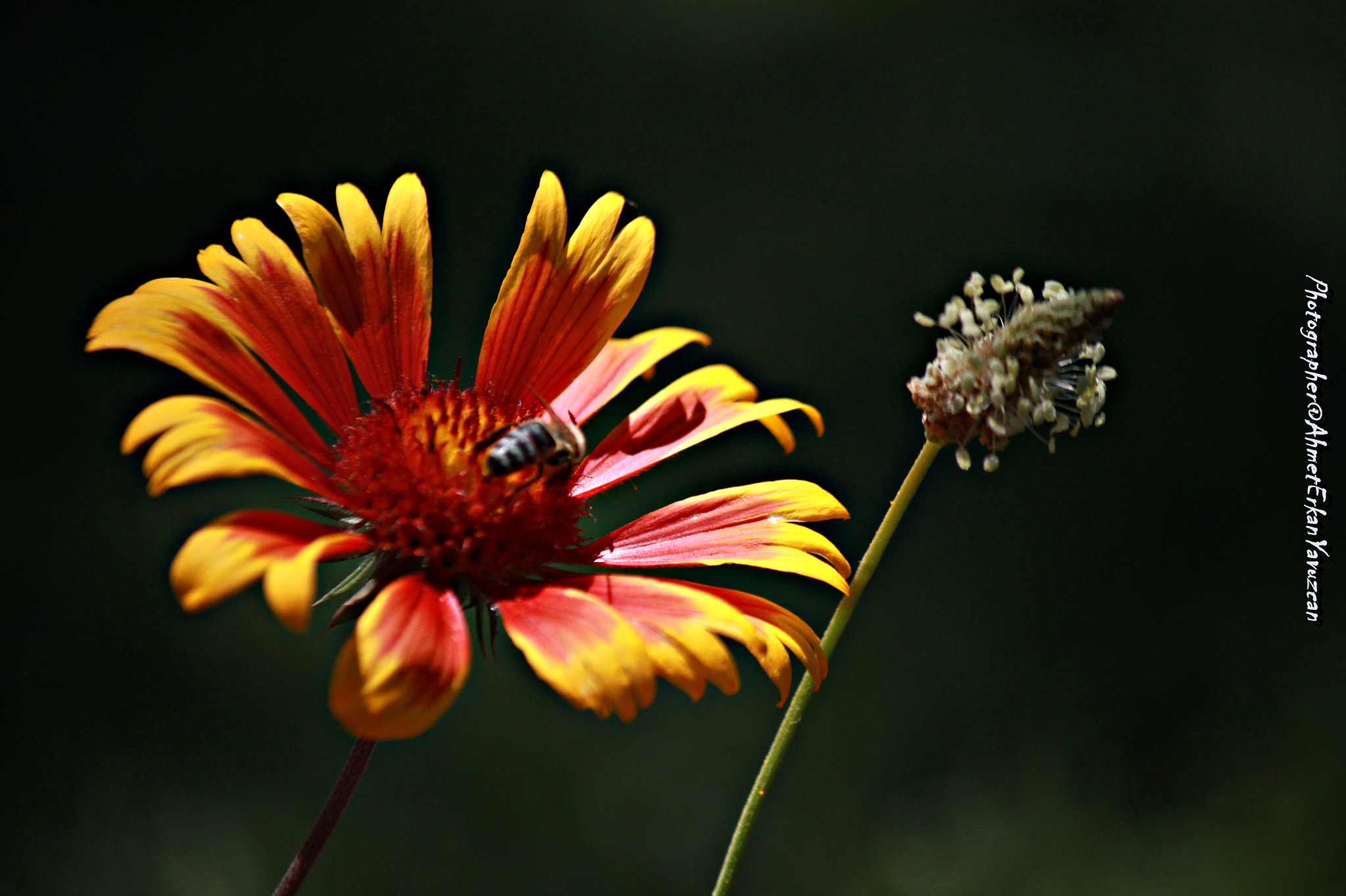 Canon EOS 500D (EOS Rebel T1i / EOS Kiss X3) sample photo. Pure - saf temiz photography