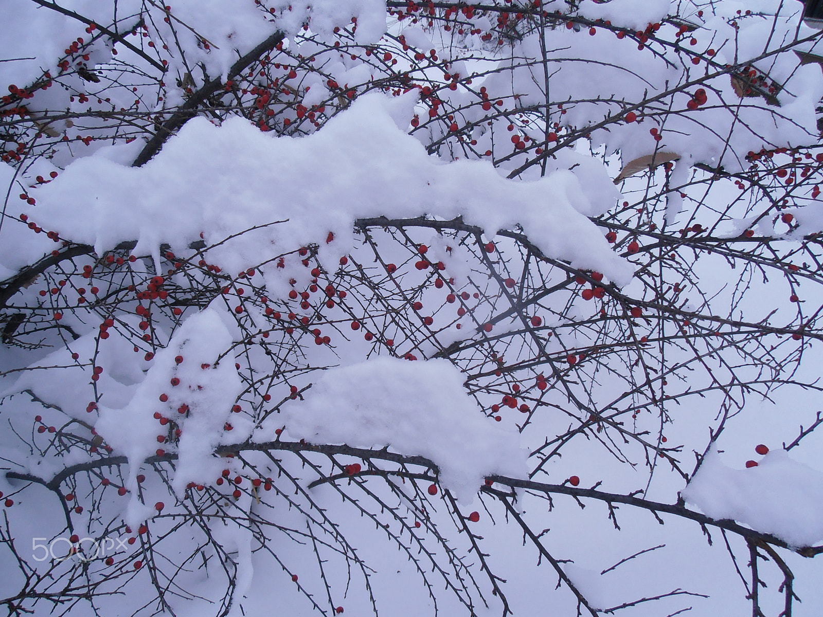 Olympus VR310,D720 sample photo. Winter ornaments photography