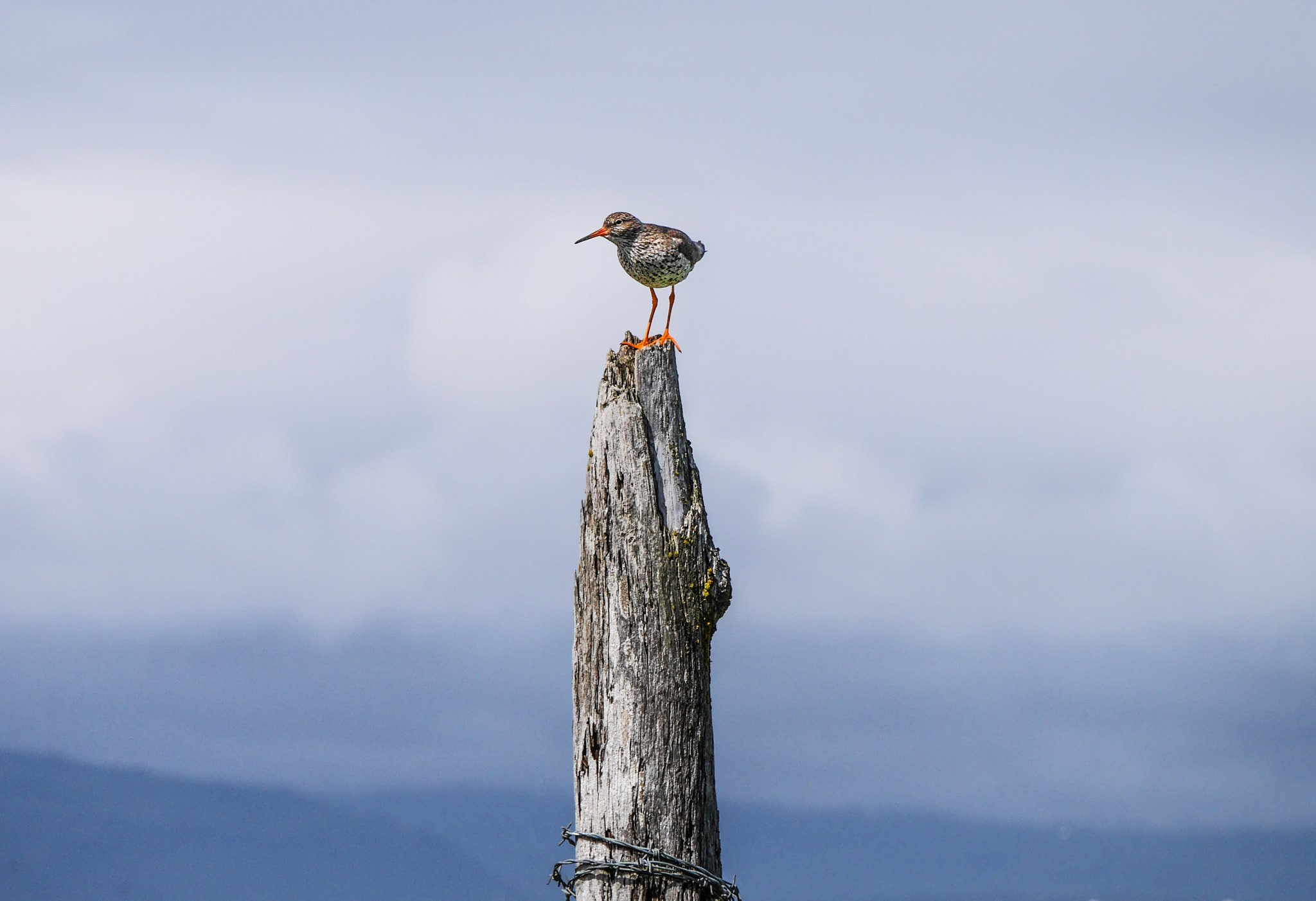 LUMIX G VARIO 45-150/F4.0-5.6 sample photo. Icelandic bird photography