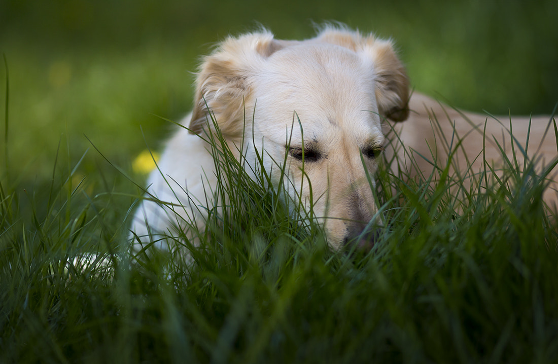 Canon EOS 700D (EOS Rebel T5i / EOS Kiss X7i) + Canon EF 135mm F2L USM sample photo. A bed of grass photography