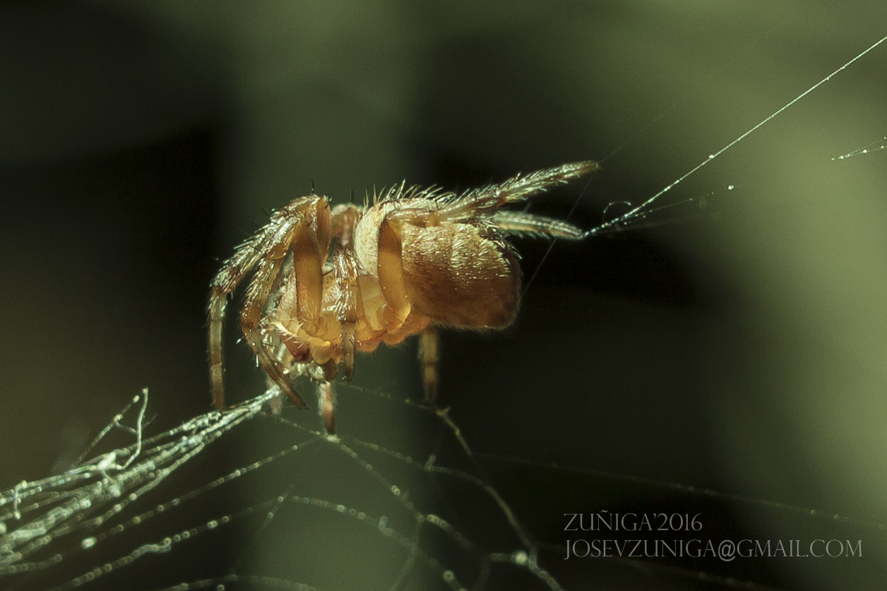 Canon EOS 50D + Canon EF 28mm F2.8 IS USM sample photo. Araña photography