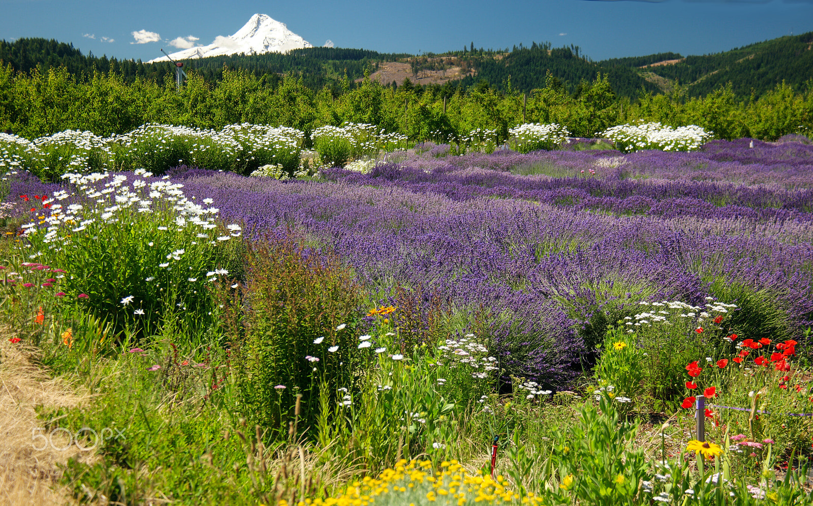 NX 18-200mm F3.5-6.3 sample photo. Hood river lavender farms, hood river, or photography
