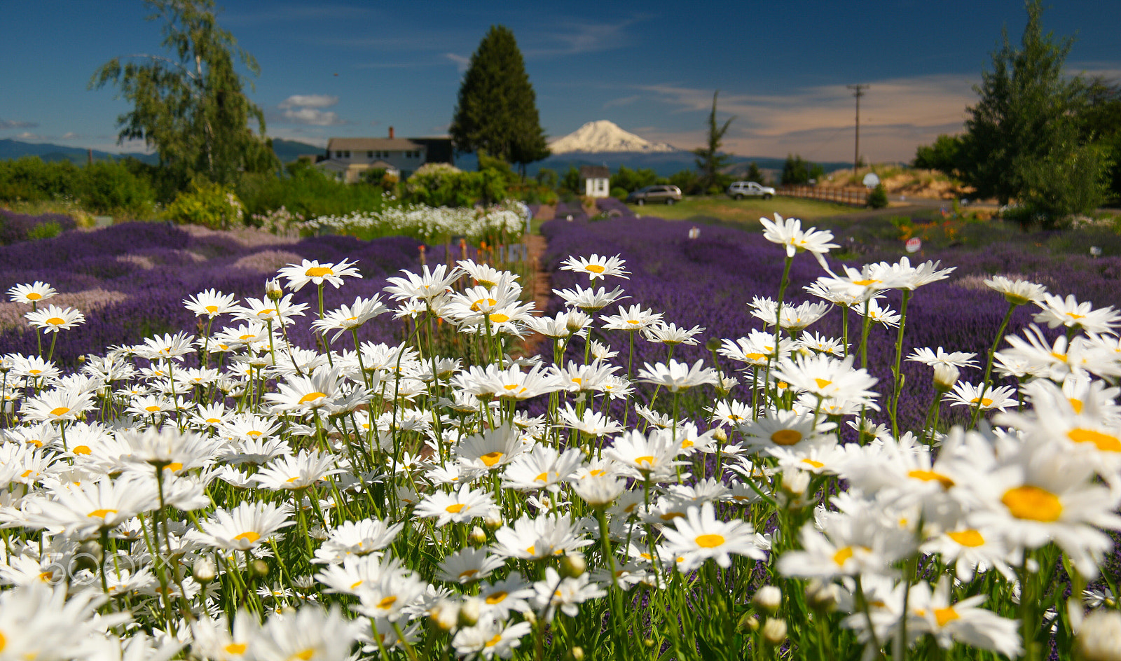 Samsung NX1 + NX 18-200mm F3.5-6.3 sample photo. Hood river lavender farms, hood river, or photography