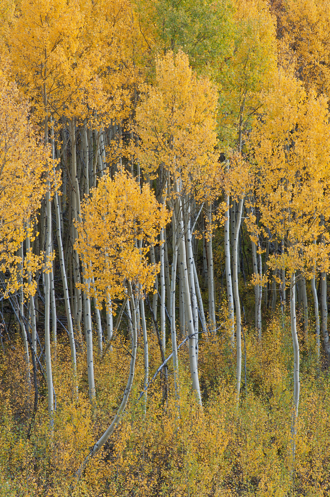 Nikon D2X sample photo. Autumn aspens photography