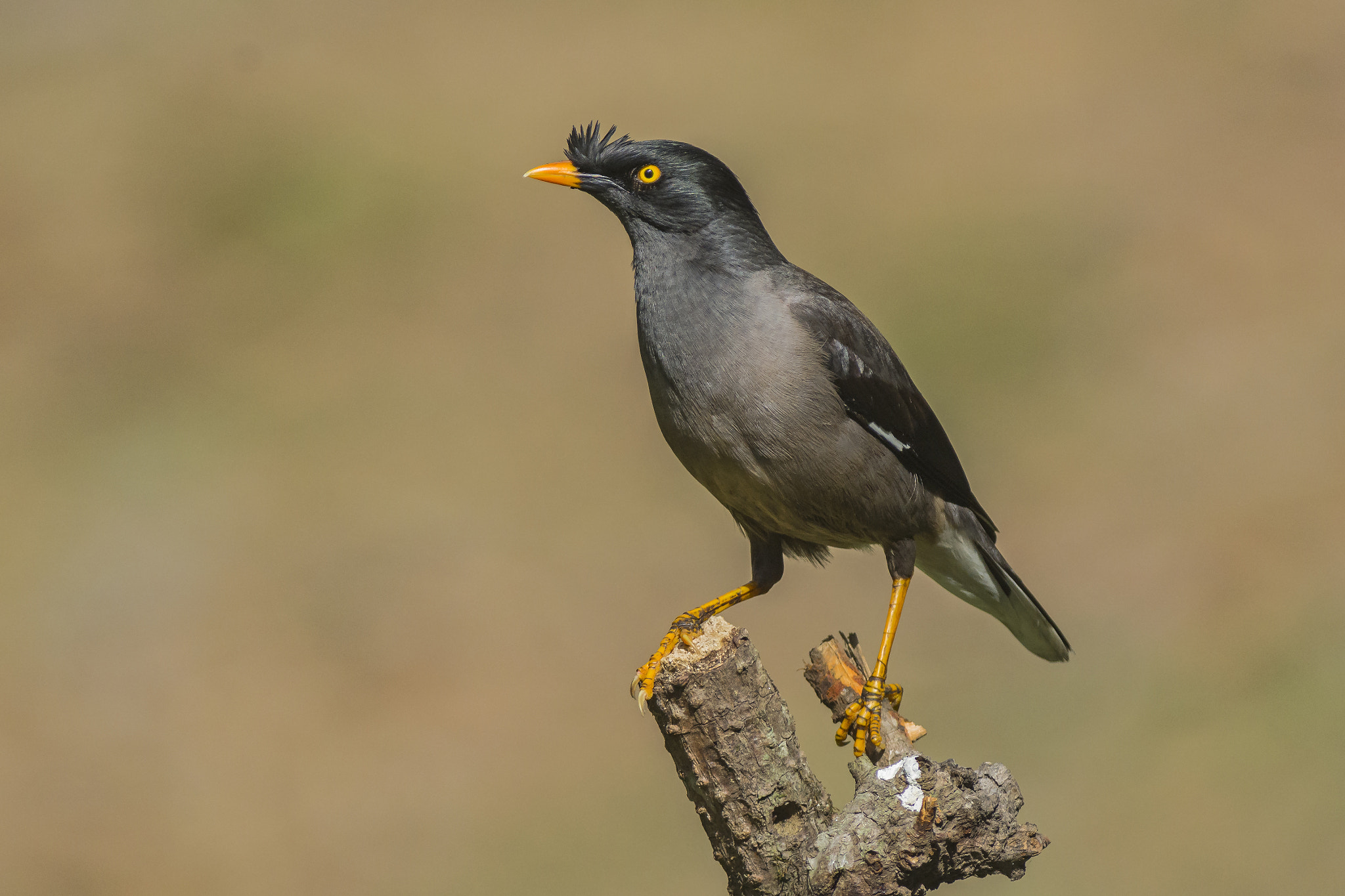 Nikon AF-S Nikkor 300mm F2.8G ED VR II sample photo. Jungle myna photography