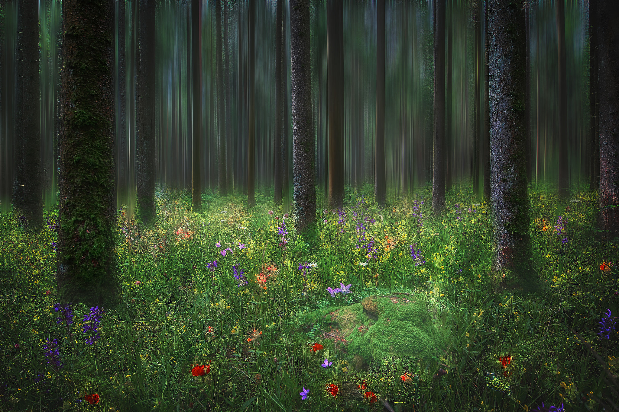 Sigma 12-24mm F4.5-5.6 II DG HSM sample photo. Forest in dream photography