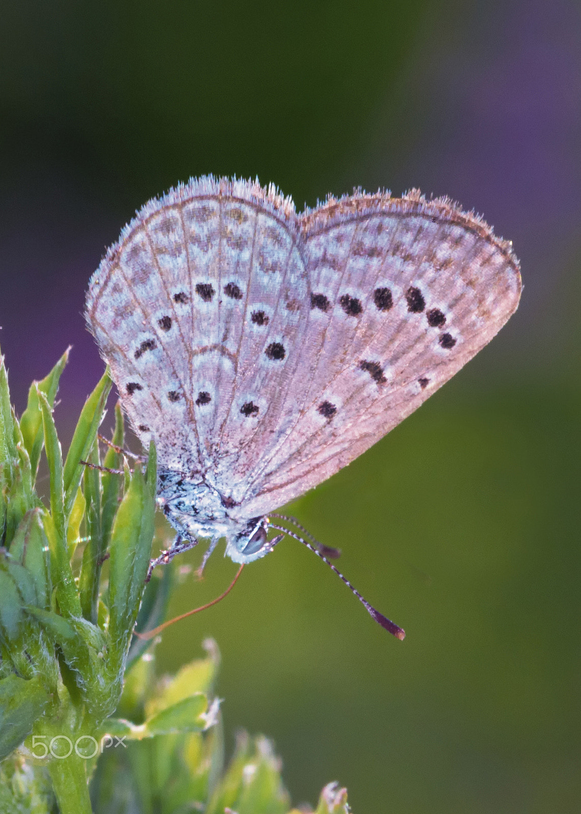 Canon EF 180mm F3.5L Macro USM sample photo. B fly photography