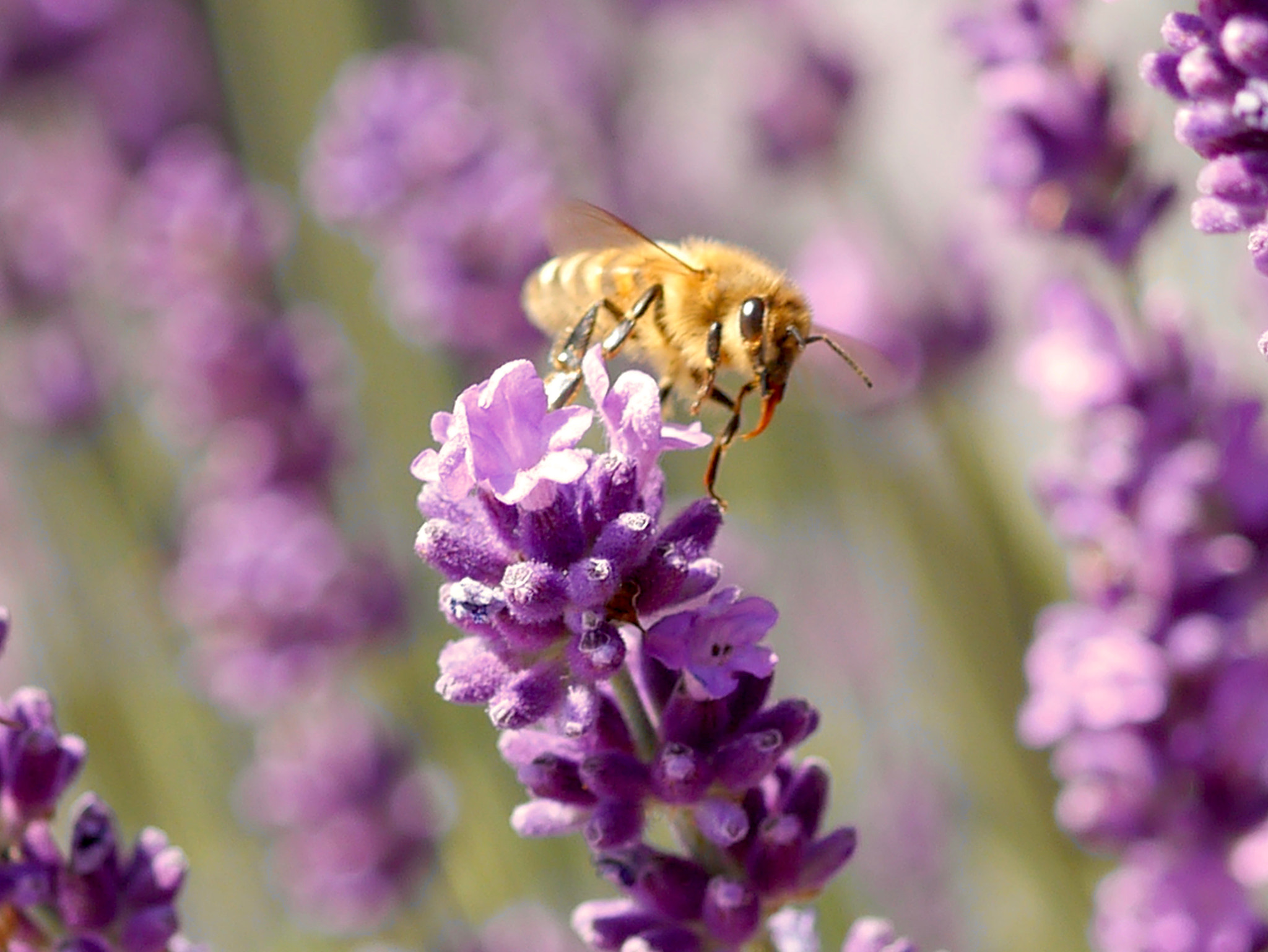Panasonic Lumix G Macro 30mm F2.8 ASPH Mega OIS sample photo. En pleine récolte photography