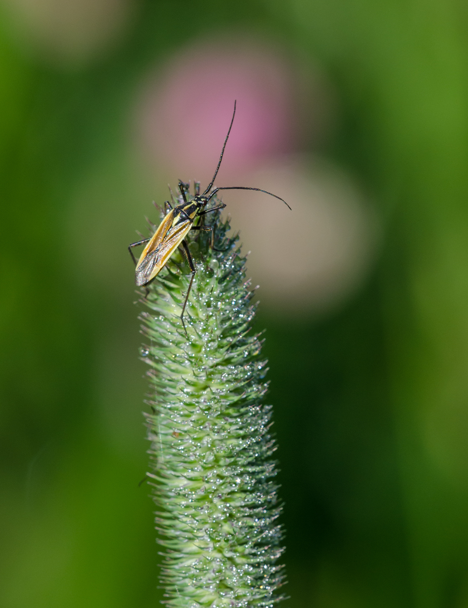Sigma 150mm F2.8 EX DG OS Macro HSM sample photo. ... photography