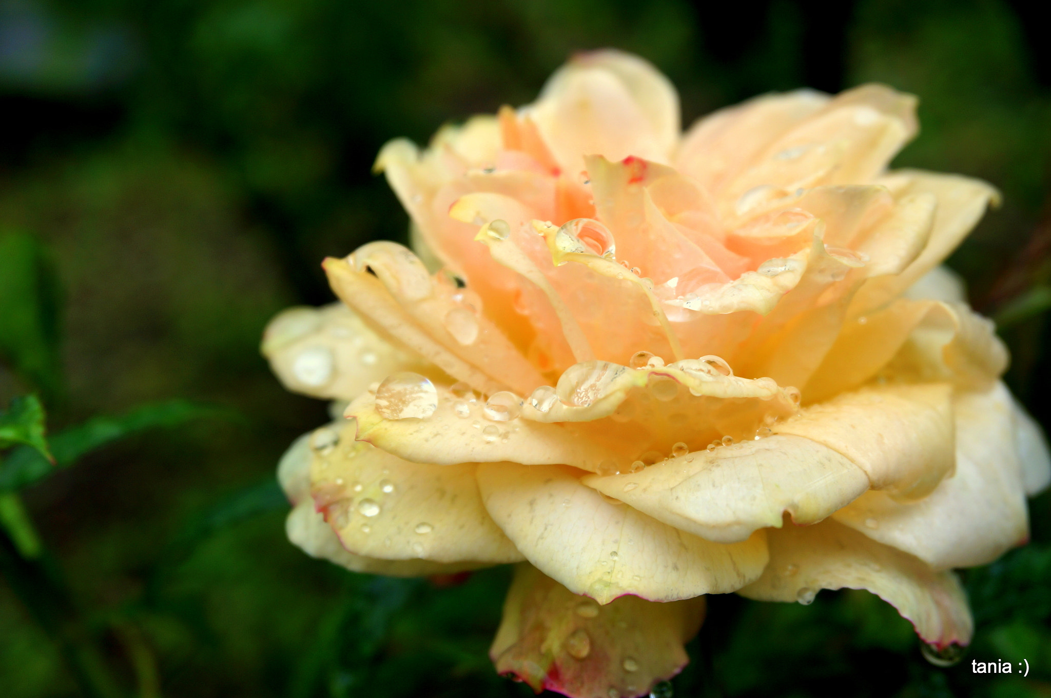 Sony Alpha NEX-5T + Sony E 18-50mm F4-5.6 sample photo. Rose with raindrops photography