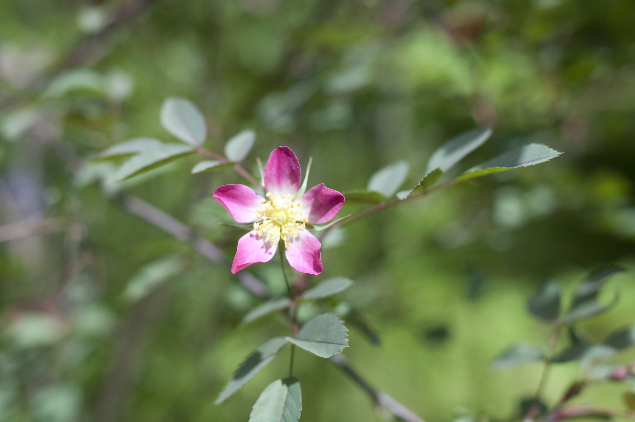 Nikon D90 + Nikon AF-S Nikkor 28mm F1.8G sample photo. Rose photography