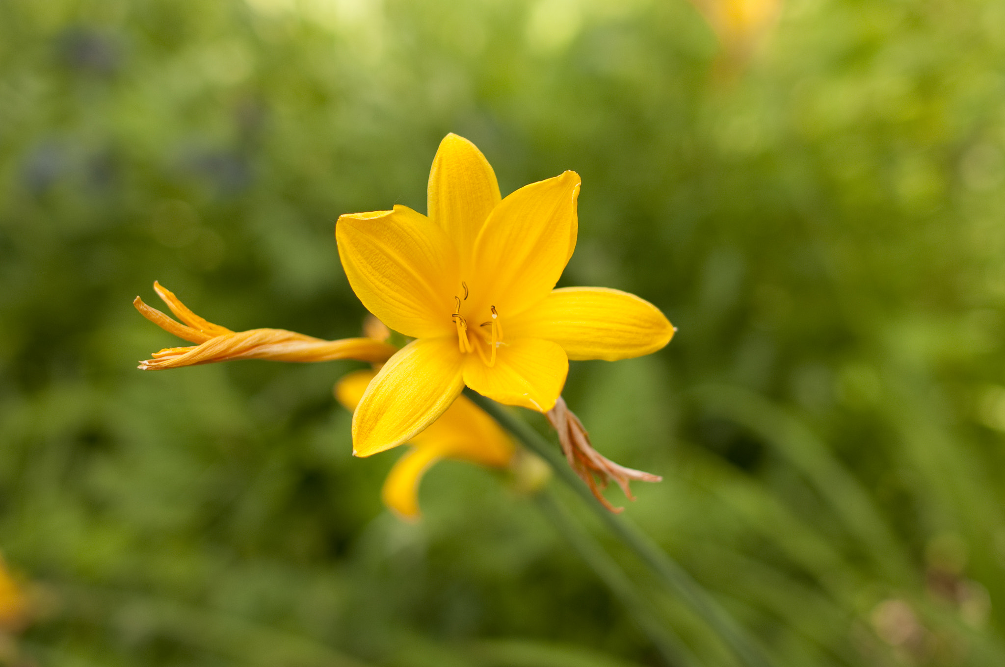 Nikon D90 + Nikon AF-S Nikkor 28mm F1.8G sample photo. Day lily photography