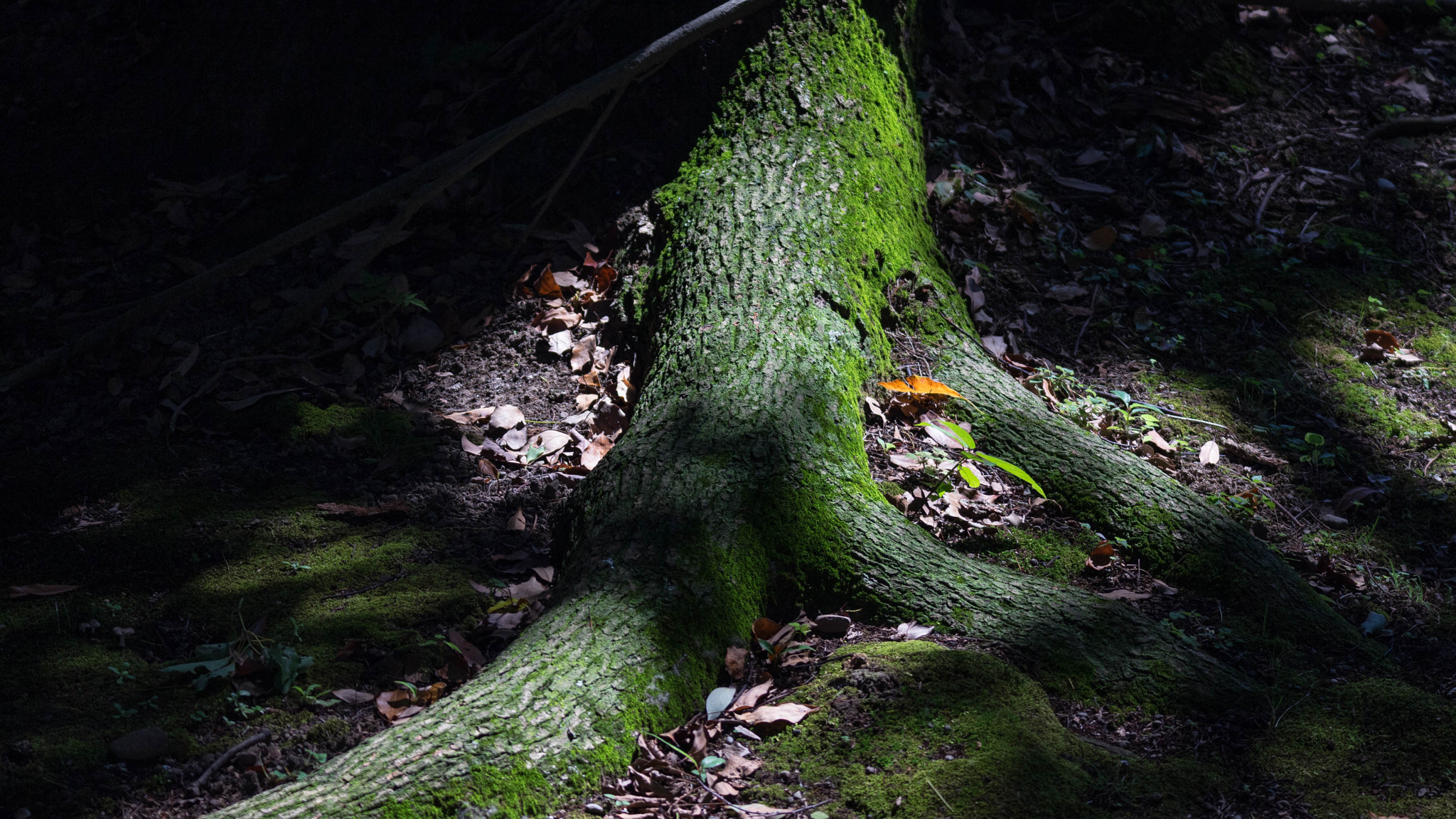 Canon EOS M2 sample photo. Moss photography