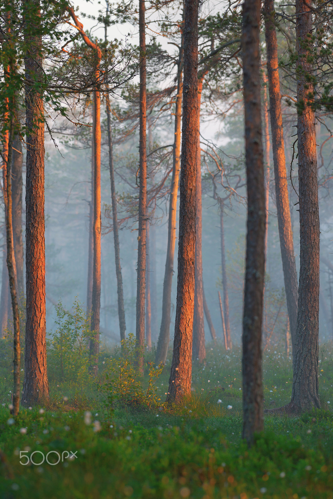 Nikon AF-S Nikkor 300mm F2.8G ED VR II sample photo. Forest sunrise photography