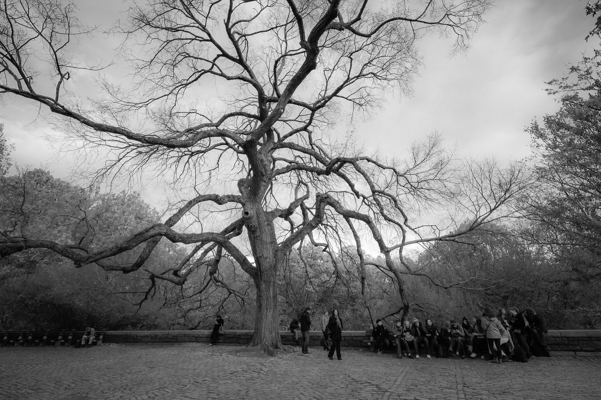 Canon EF-S 10-22mm F3.5-4.5 USM sample photo. The hanging tree photography