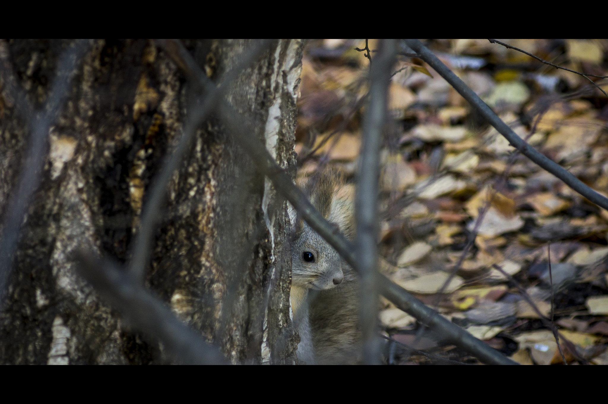 Sony Alpha DSLR-A580 sample photo