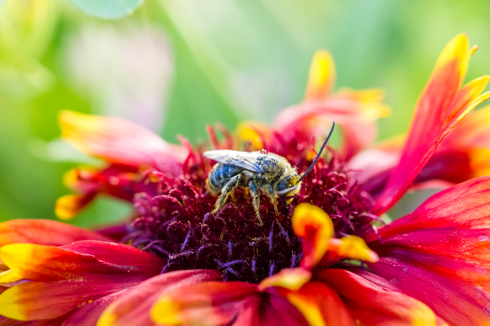 Canon EF 100mm F2.8 Macro USM sample photo. Bee photography