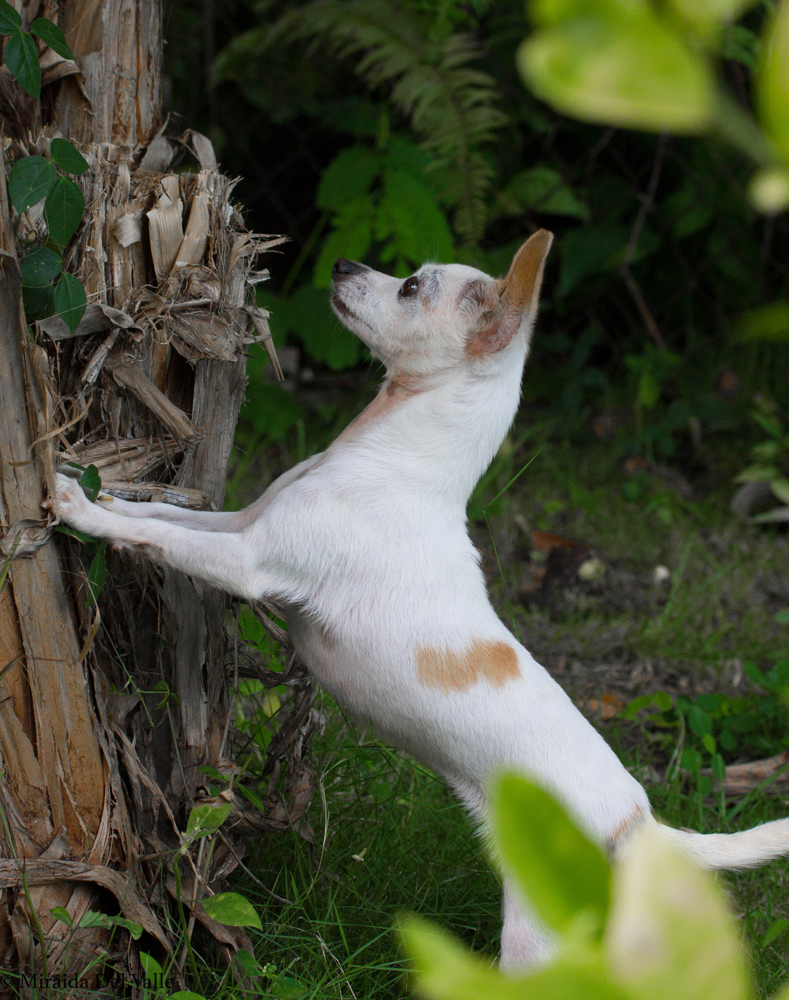 Tamron SP 35mm F1.8 Di VC USD sample photo. Luna, hunting lizards photography