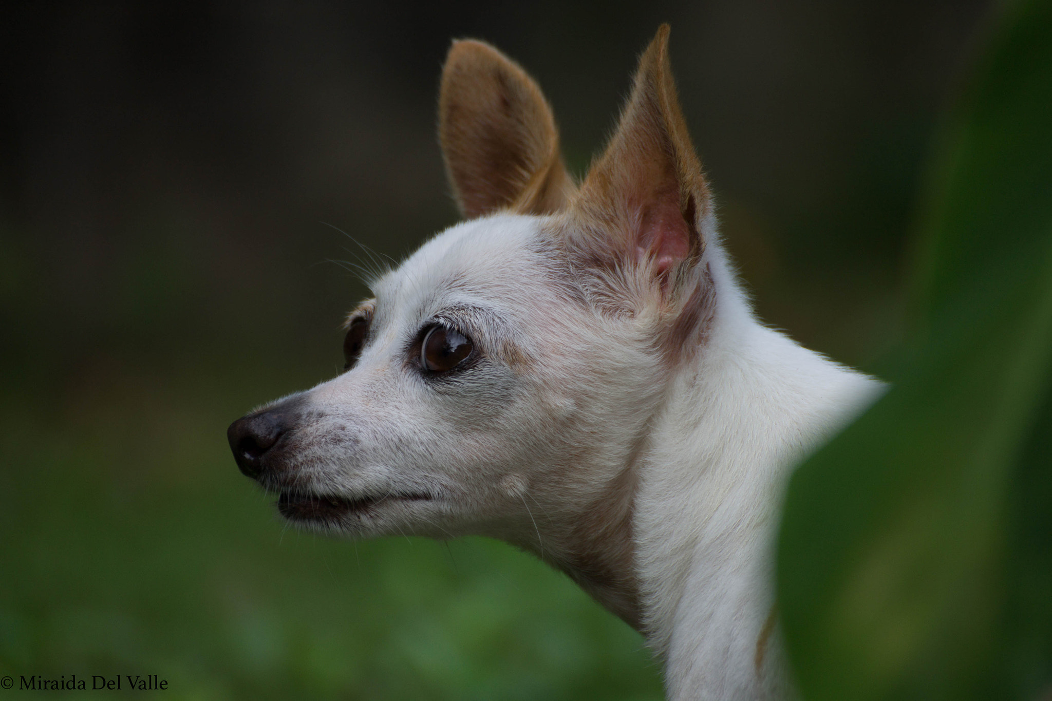 Tamron SP 35mm F1.8 Di VC USD sample photo. Luna, hunting lizards photography