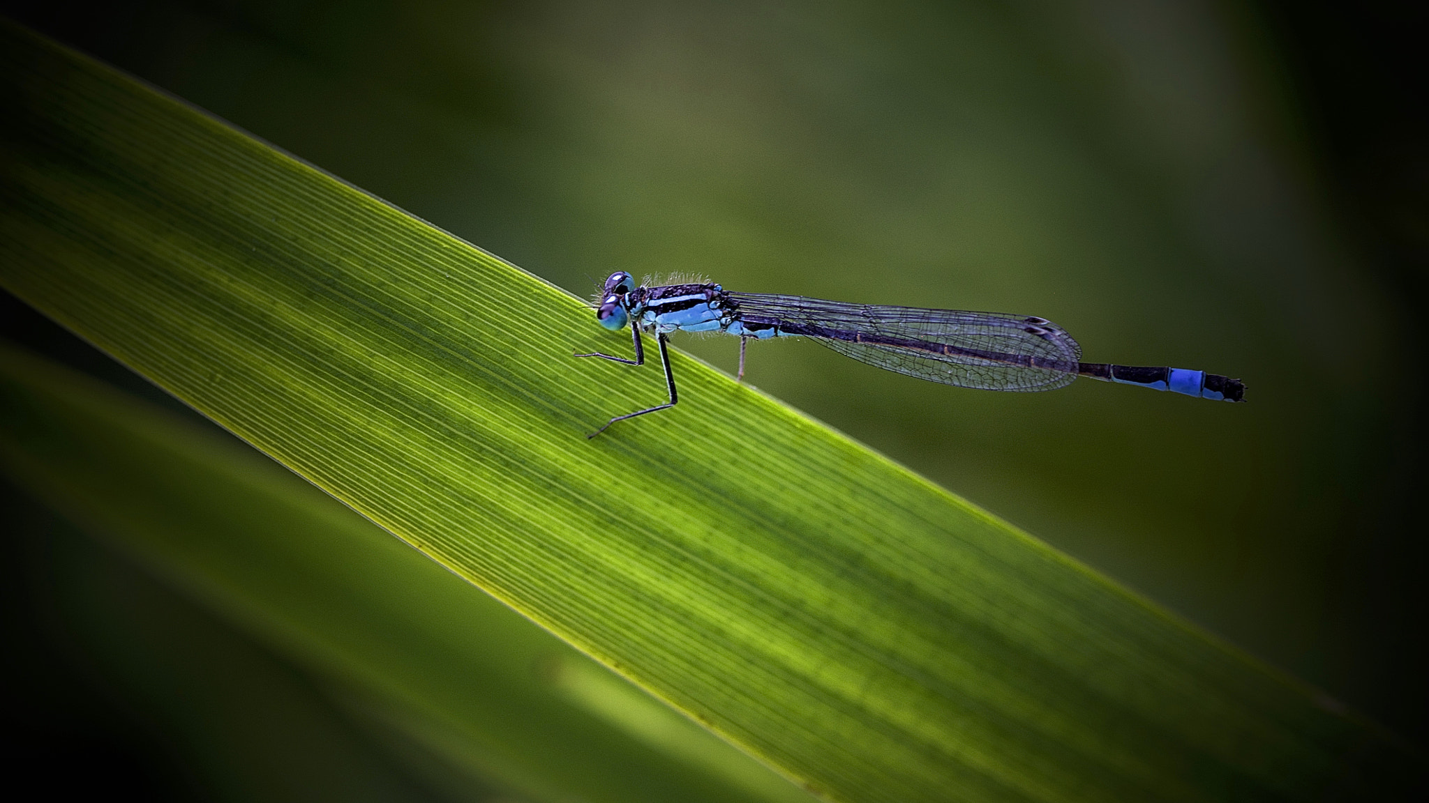 Canon EOS-1Ds Mark III sample photo. Dragonfly. photography