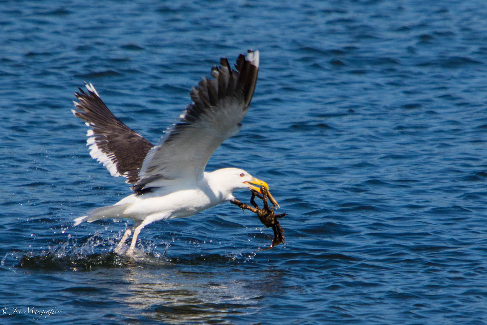 Canon EF 70-200mm F2.8L USM sample photo. Gull vs crab photography