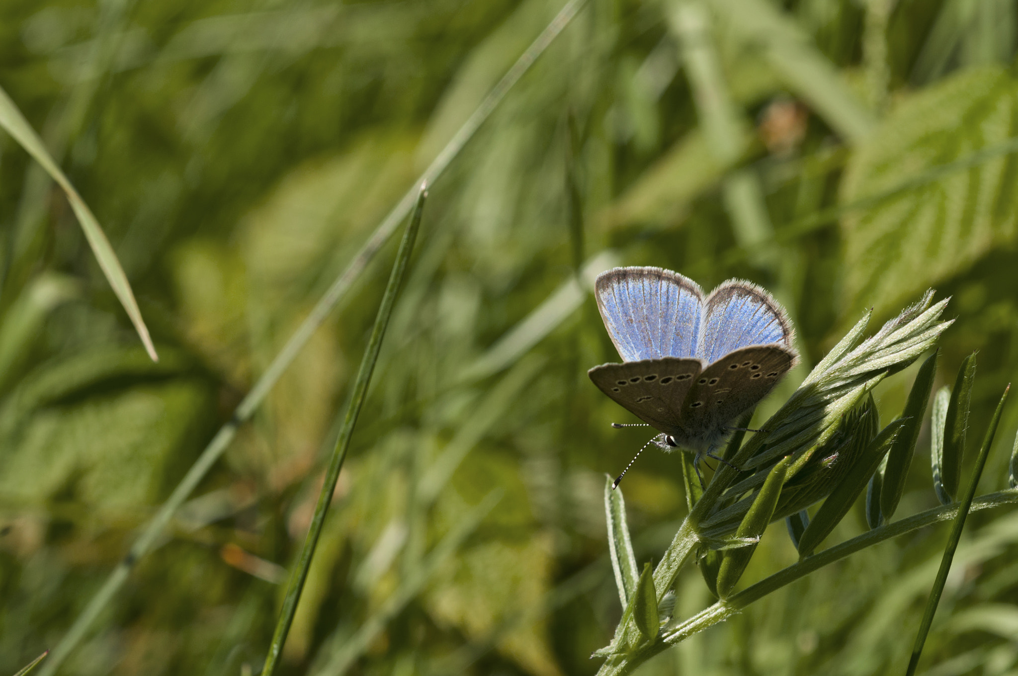 Nikon D90 + Nikon AF Micro-Nikkor 60mm F2.8D sample photo. Silvery blue photography
