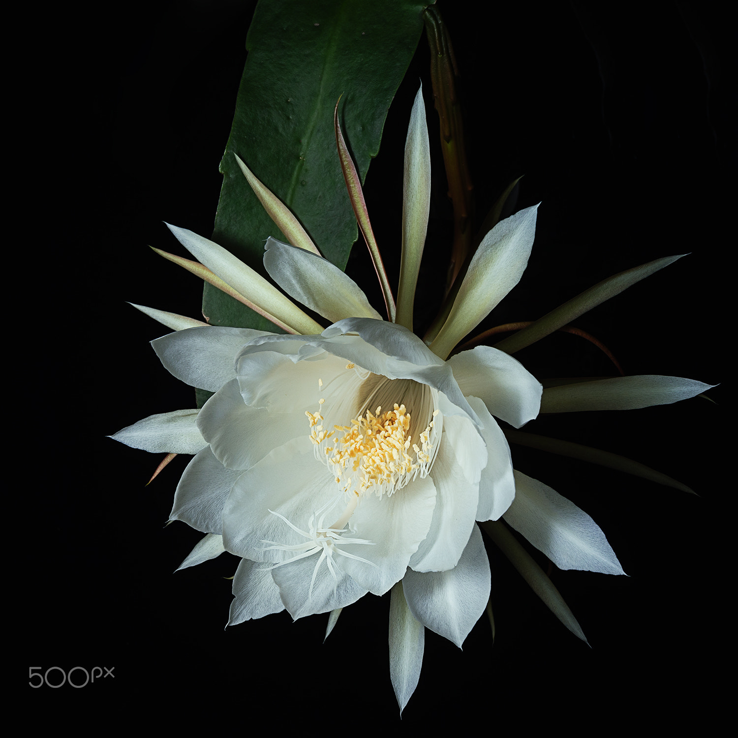 Sony Alpha a99 sample photo. Epiphyllum photography