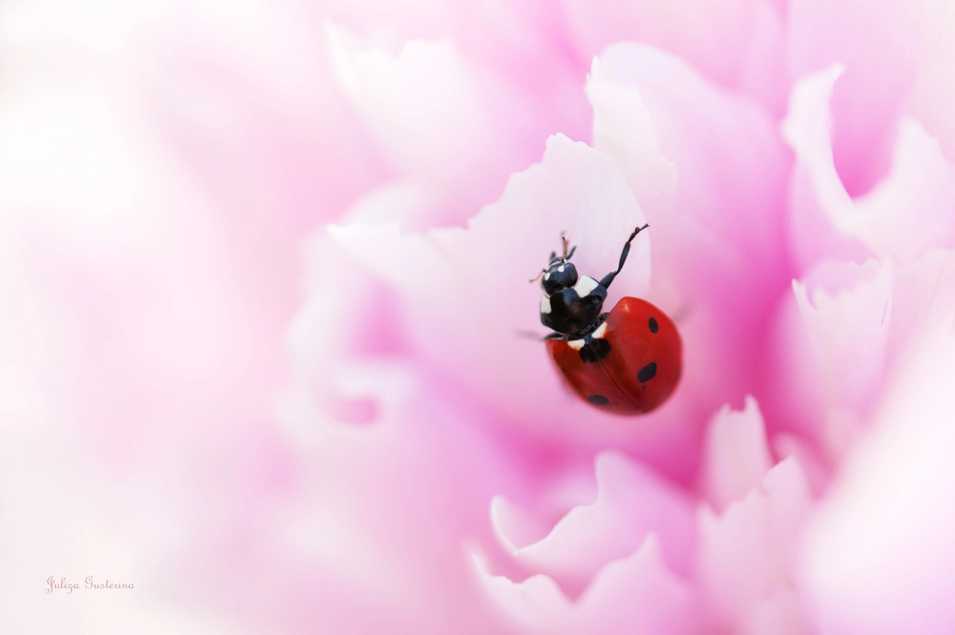 Nikon AF-S Micro-Nikkor 105mm F2.8G IF-ED VR sample photo. Ladybug photography