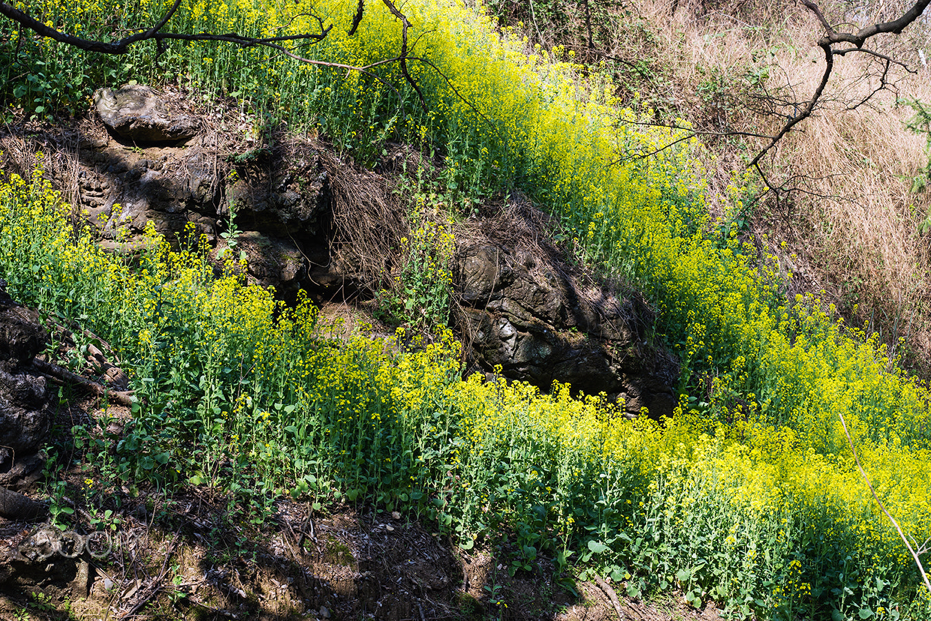 Sony a99 II + Minolta/Sony AF 70-200mm F2.8 G sample photo. Color of the field photography