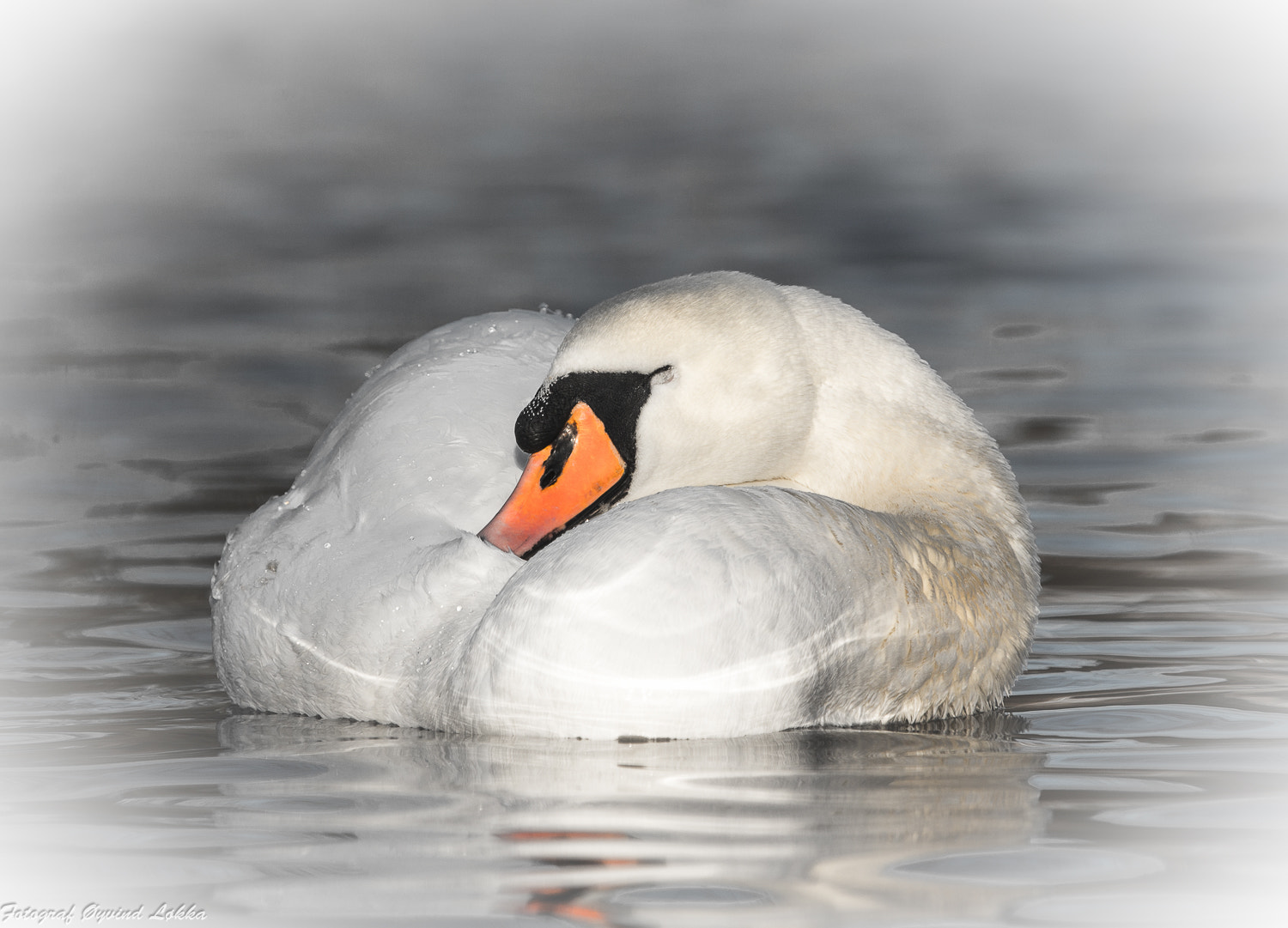 Canon EF 70-200mm F2.8L IS II USM sample photo. Beautiful sleep photography