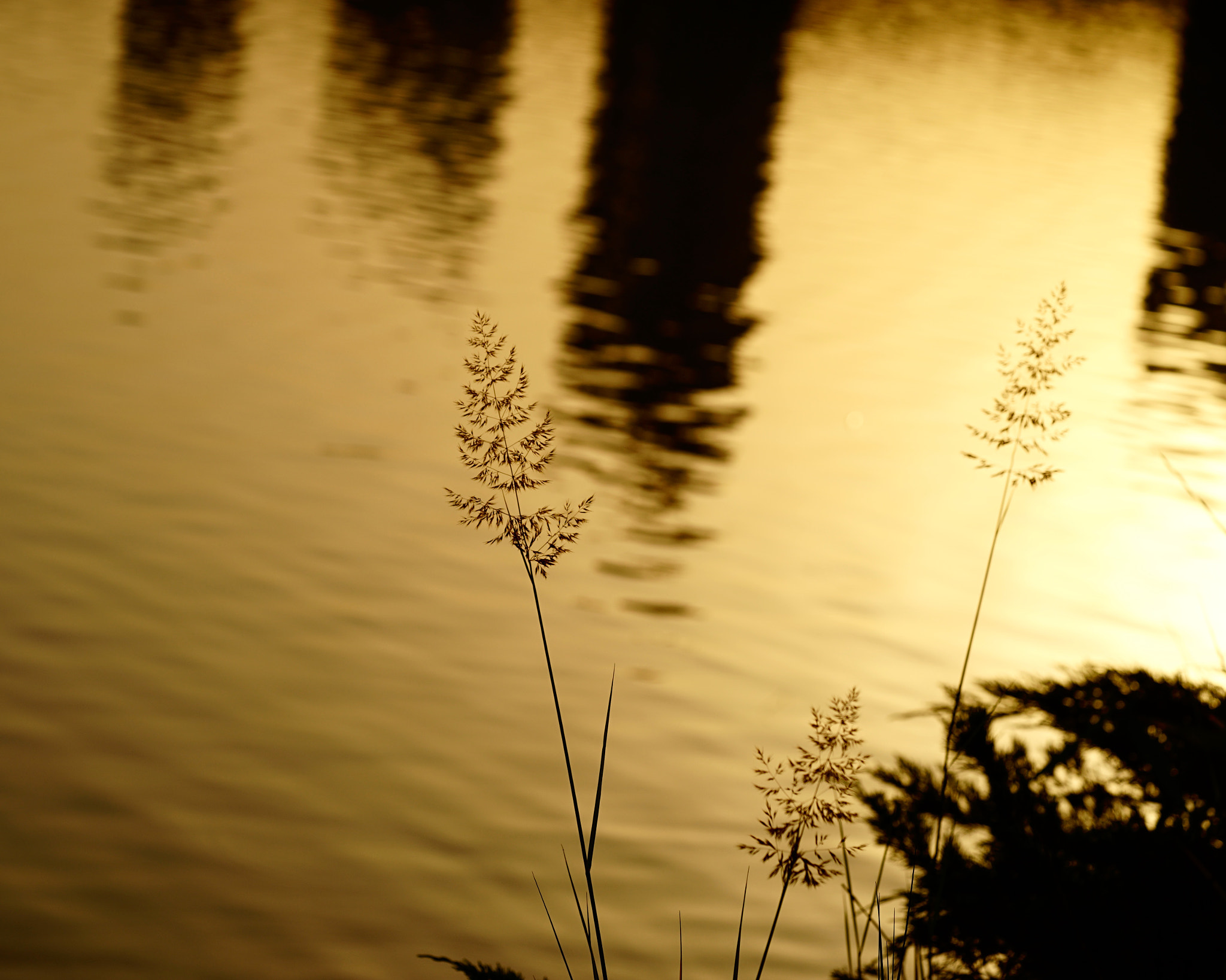 Sony a7 II + Sony FE 90mm F2.8 Macro G OSS sample photo. 晚風拂金波 photography