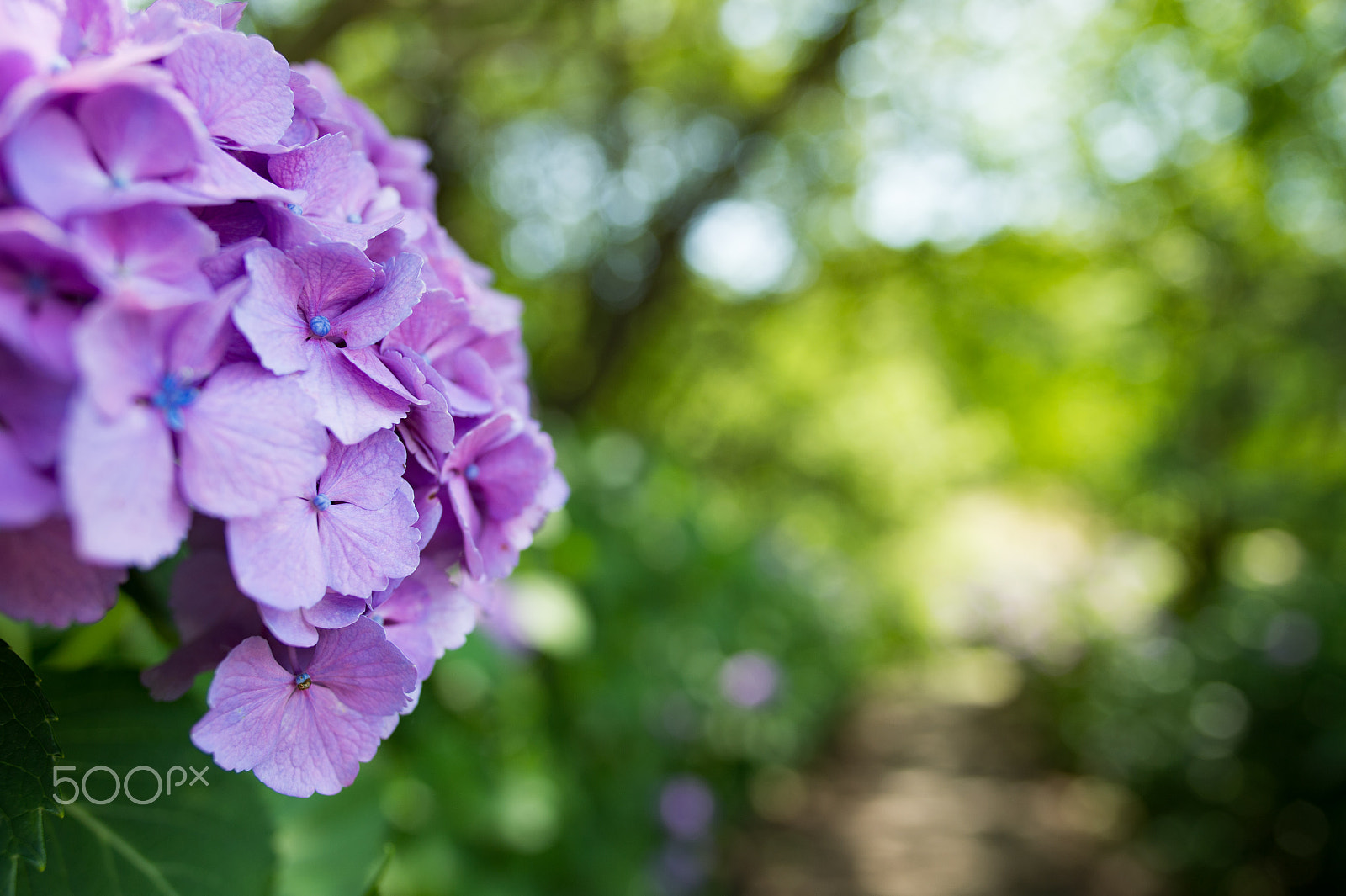 Nikon Df sample photo. Shade of hydrangea photography