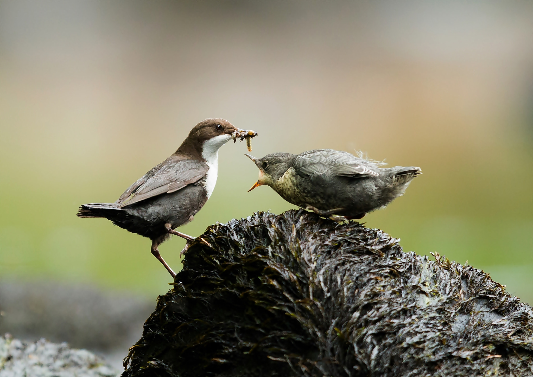 Canon EOS 70D + Canon EF 400mm F2.8L IS USM sample photo. Dipper photography