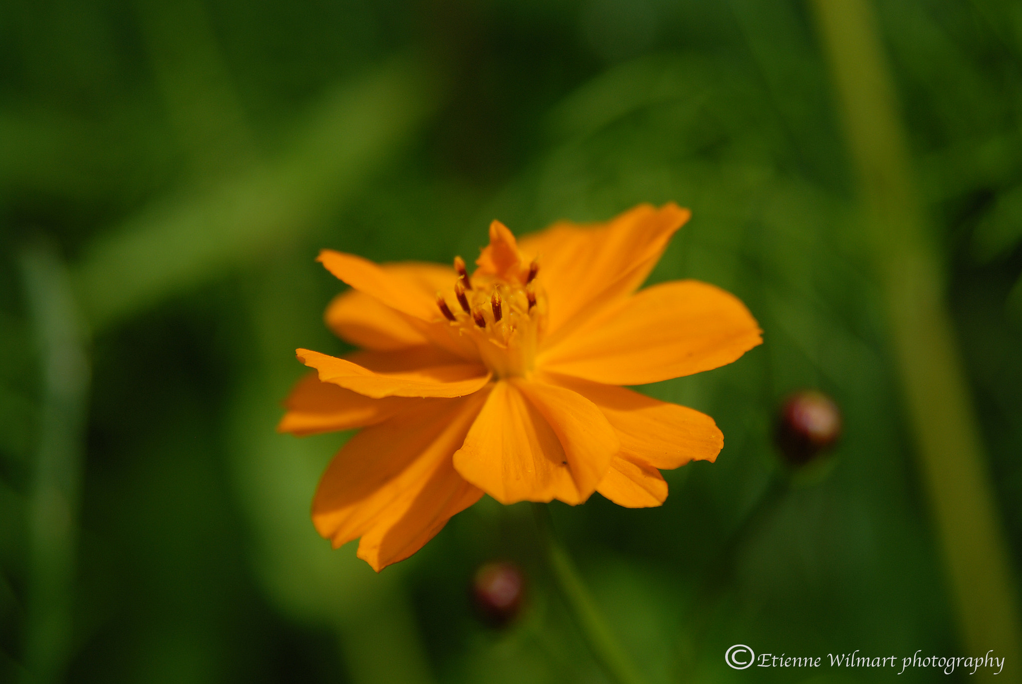 Nikon AF Nikkor 24-85mm F2.8-4D IF sample photo. Flower photography