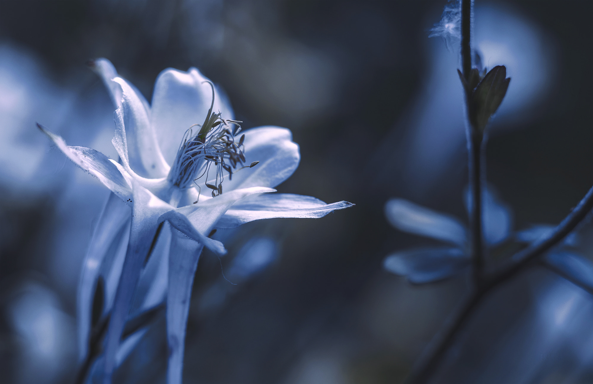 Canon EOS 80D + Canon EF 50mm F1.8 II sample photo. Like a frozen blossom photography